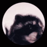 Benutzerprofilbild